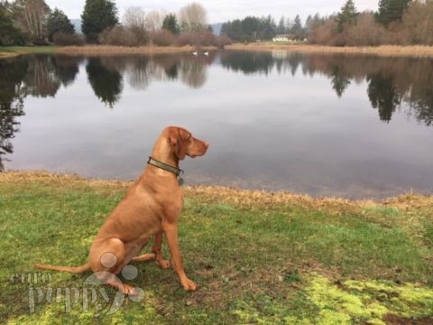 Zsuzsi - Vizsla, Euro Puppy Referenzen aus United States