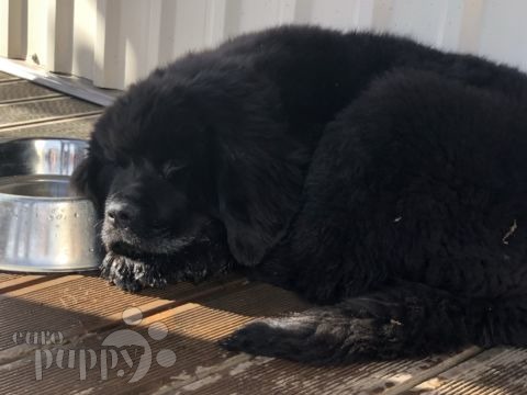 Hannah - Newfoundland, Euro Puppy review from Estonia