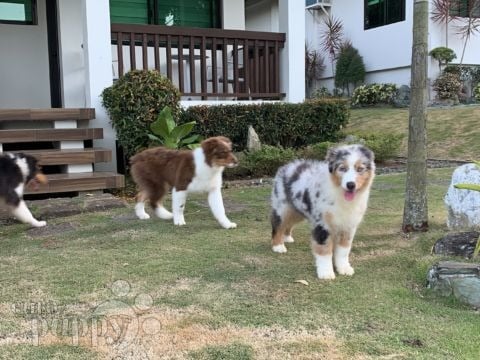 Oasis - Pastor Australiano, Euro Puppy review from Philippines