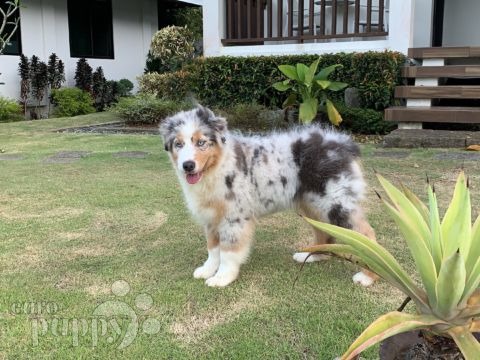 Oasis - Australian Shepherd, Euro Puppy Referenzen aus Philippines