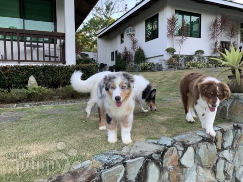 Oasis - Australian Shepherd, Euro Puppy Referenzen aus Philippines