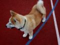 Rosh - Akita Inu, Euro Puppy review from Germany
