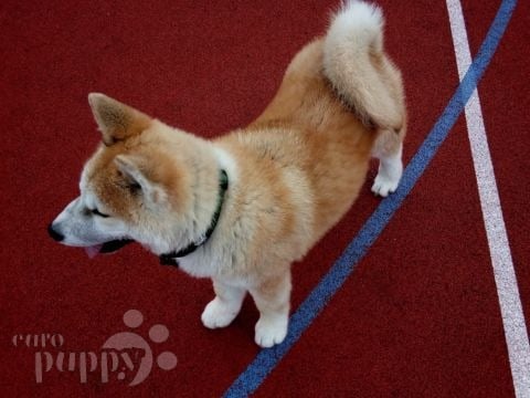Rosh - Akita Inu, Euro Puppy review from Germany