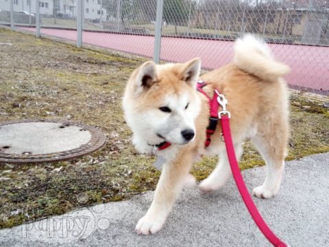 Rosh - Akita Inu, Euro Puppy review from Germany