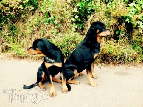 Brünhilde - Rottweiler, Euro Puppy Referenzen aus Germany