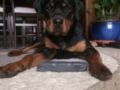 Brünhilde - Rottweiler, Euro Puppy review from Germany