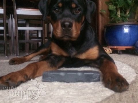 Brünhilde - Rottweiler, Euro Puppy review from Germany