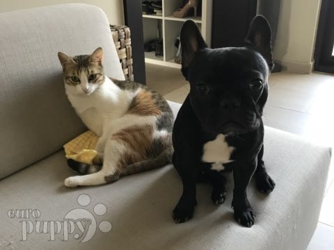 Tonka - French Bulldog, Euro Puppy review from United Arab Emirates