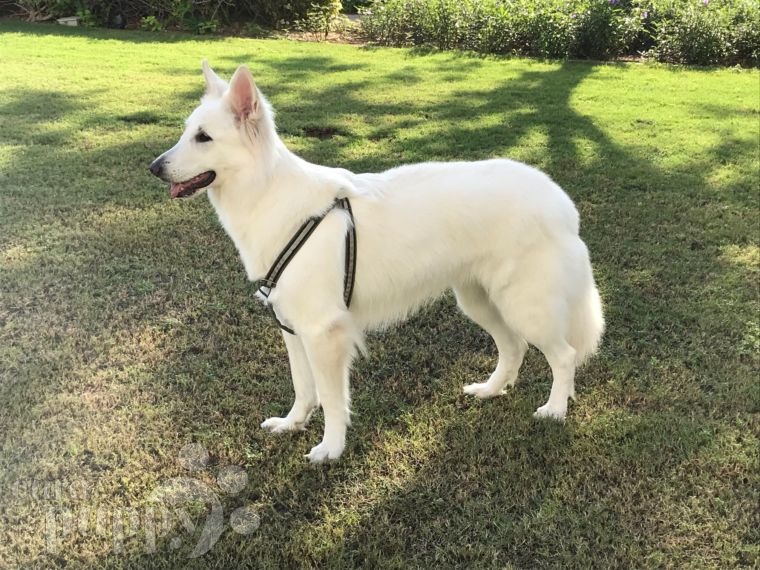 Ksara - White Swiss Shepherd Dog, Euro Puppy review from United Arab Emirates