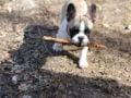 Gideon - Französische Bulldogge, Euro Puppy review from Germany