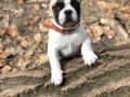 Gideon - Französische Bulldogge, Euro Puppy review from Germany