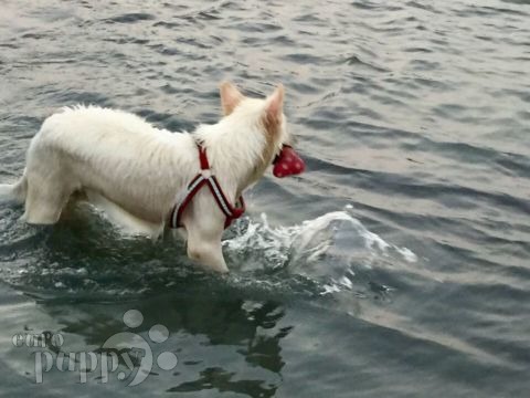 Ksara - Berger Blanc Suisse, Euro Puppy review from United Arab Emirates