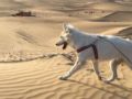 Ksara - White Swiss Shepherd Dog, Euro Puppy review from United Arab Emirates