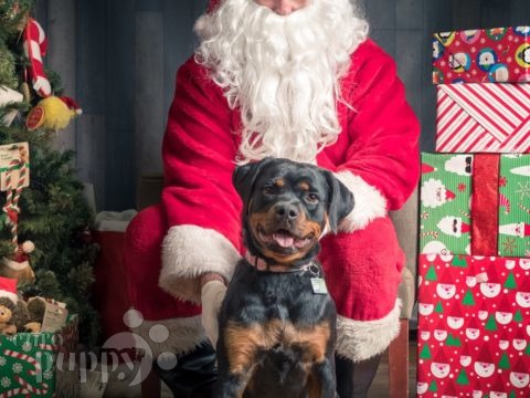 Roxy - Rottweiler, Referencias de Euro Puppy desde Canada