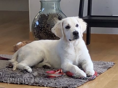 Luna - Golden Retriever, Euro Puppy Referenzen aus Norway