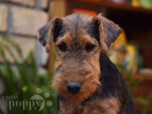 Terrier Galés puppy