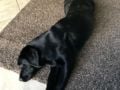 Shadow - Labrador Retriever, Euro Puppy Referenzen aus United Arab Emirates