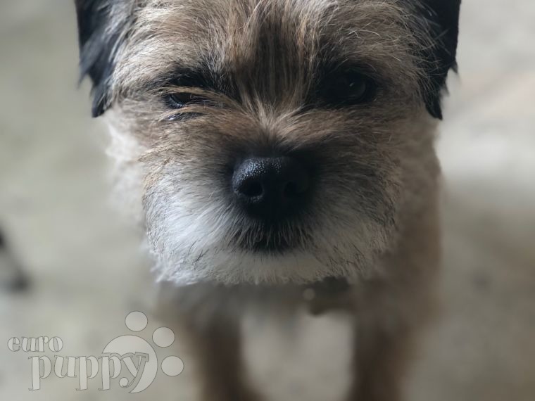 Cana - Border Terrier, Euro Puppy review from Mexico