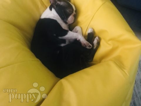 Whiskey - Boston Terrier, Euro Puppy Referenzen aus United Arab Emirates