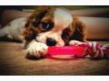 Tiara - Cavalier King Charles, Euro Puppy review from Romania