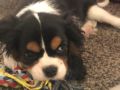 Brooklyn - Cavalier King Charles Spaniel, Euro Puppy review from Kuwait