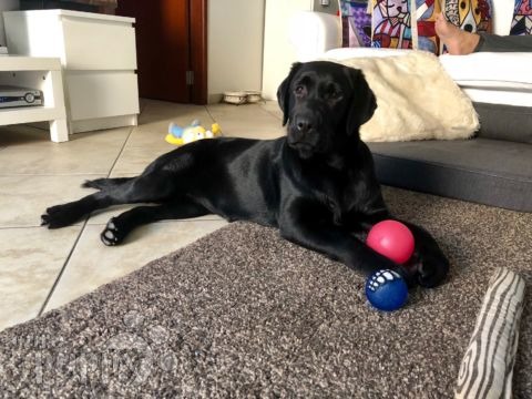 Shadow - Labrador Retriever, Referencias de Euro Puppy desde United Arab Emirates