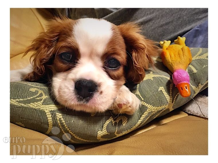 Tiara - Cavalier King Charles, Euro Puppy review from Romania