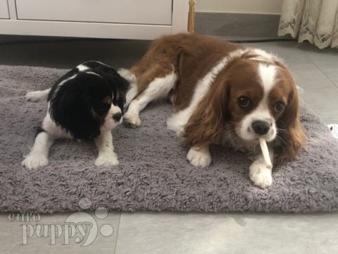 Brooklyn - Cavalier King Charles, Euro Puppy review from Kuwait