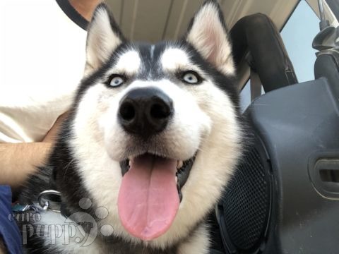 Sasha - Siberian Husky, Euro Puppy Referenzen aus United Arab Emirates