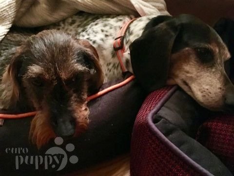 Hanna - Dachshund, Euro Puppy review from United States