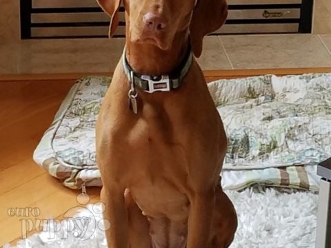 Zsuzsi - Vizsla, Euro Puppy review from United States