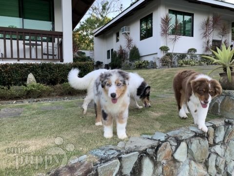 Oasis - Australian Shepherd, Euro Puppy review from Philippines