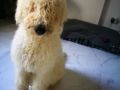 Bia - Komondor, Euro Puppy review from Germany