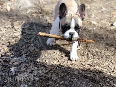 Gideon - French Bulldog, Euro Puppy review from Germany