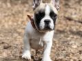 Gideon - Bulldog Francés, Euro Puppy review from Germany