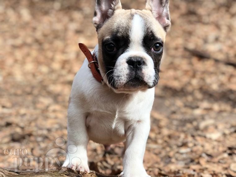 Gideon - Bulldog Francés, Euro Puppy review from Germany