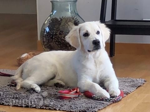 Luna - Golden Retriever, Euro Puppy review from Norway