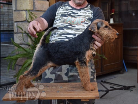 Welsh Terrier welpen kaufen