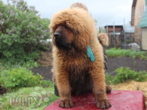 Mastín Tibetano puppy