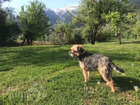 Ken - Border Terrier, Euro Puppy review from Greece