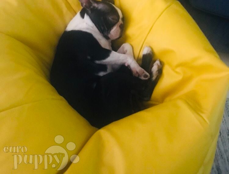 Whiskey - Boston Terrier, Euro Puppy review from United Arab Emirates
