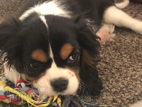 Brooklyn - Cavalier King Charles, Euro Puppy review from Kuwait