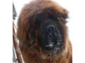 Tibetan Mastiff puppy