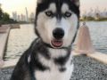 Sasha - Siberian Husky, Euro Puppy review from United Arab Emirates