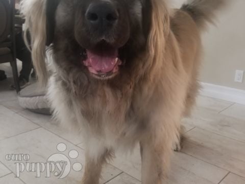 Fjodor - Caucasian Mountain Dog, Euro Puppy review from United States