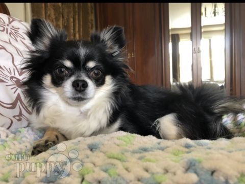 Hush Puppy - Chihuahua, Euro Puppy review from United States