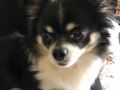 Hush Puppy - Chihuahua, Euro Puppy Referenzen aus United States