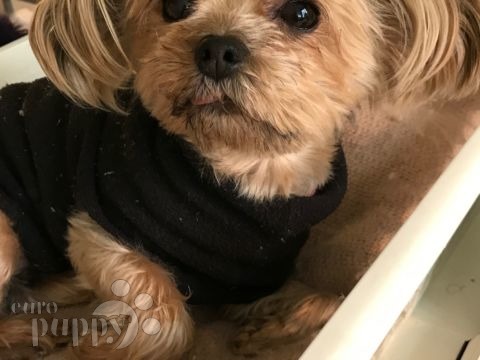 Poppy - Yorkshire Terrier, Euro Puppy review from Switzerland
