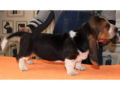 Basset Hound cachorro en venta