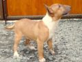 Bull Terrier Miniatura cachorro en venta